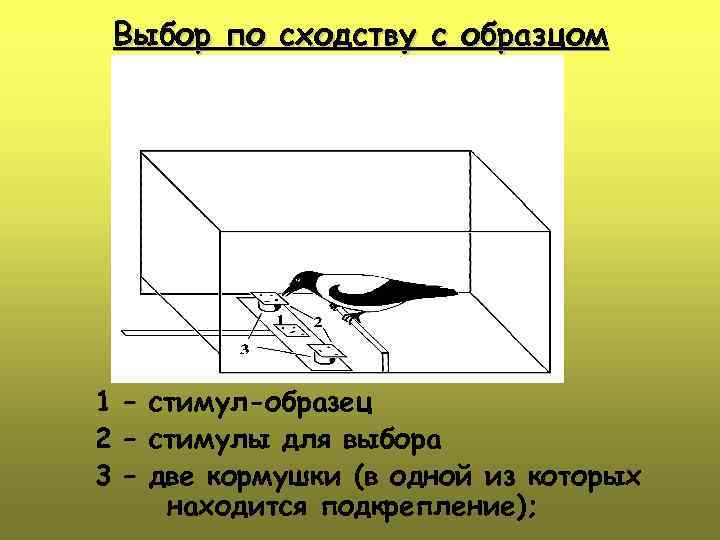 Выбор по сходству с образцом 1 – стимул-образец 2 – стимулы для выбора 3