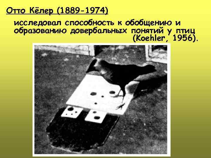 Отто Кёлер (1889 -1974) исследовал способность к обобщению и образованию довербальных понятий у птиц