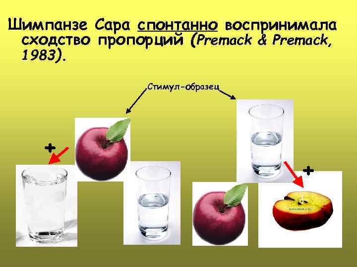 Шимпанзе Сара спонтанно воспринимала сходство пропорций (Premack & Premack, 1983). Стимул-образец + + 