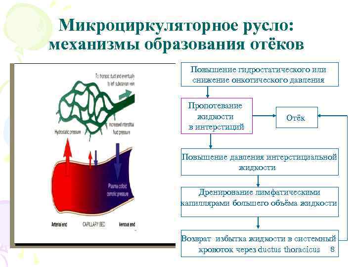 Сосуды микроциркуляторного русла гистология рисунок