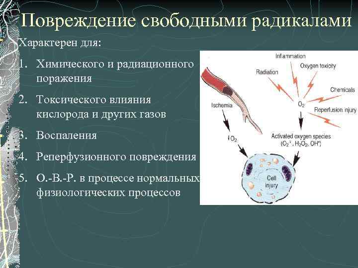 Повреждение свободными радикалами Характерен для: 1. Химического и радиационного поражения 2. Токсического влияния кислорода