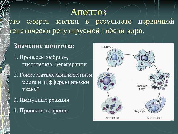 В ядрах клеток многоклеточного. Апоптоз. Апоптоз клетки. Механизмы реализации апоптотической гибели клетки. Апоптоз клетки механизм.