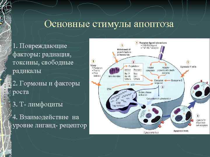 Основные стимулы апоптоза 1. Повреждающие факторы: радиация, токсины, свободные радикалы 2. Гормоны и факторы