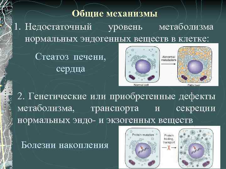 Общие механизмы 1. Недостаточный уровень метаболизма нормальных эндогенных веществ в клетке: Стеатоз печени, сердца