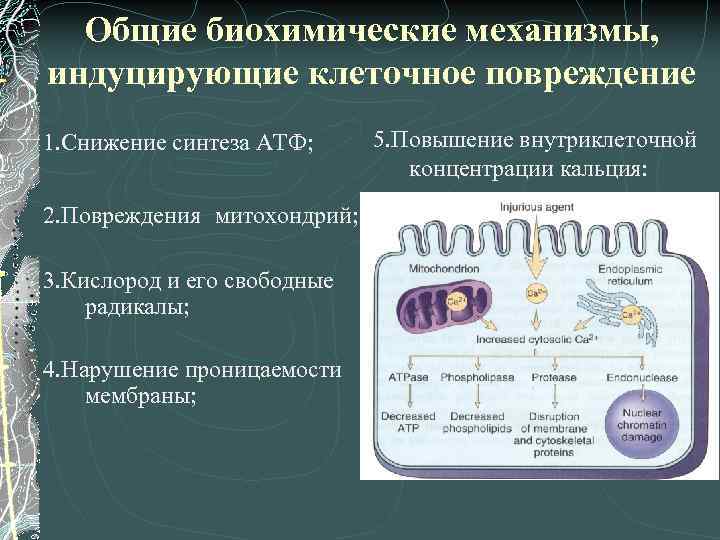 Общие биохимические механизмы, индуцирующие клеточное повреждение 1. Снижение синтеза АТФ; 2. Повреждения митохондрий; 3.