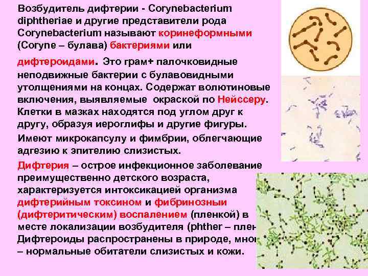 Возбудитель дифтерии - Corynebacterium diphtheriae и другие представители рода Corynebacterium называют коринеформными (Coryne –