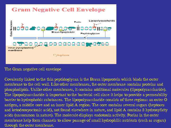 The Gram negative cell envelope Covalently linked to the thin peptidoglycan is the Braun