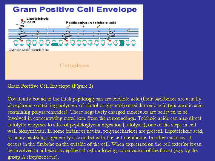 Gram Positive Cell Envelope (Figure 2) Covalently bound to the thick peptidoglycan are teichoic