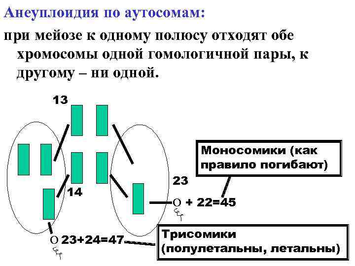 Анеуплоидия по аутосомам: при мейозе к одному полюсу отходят обе хромосомы одной гомологичной пары,