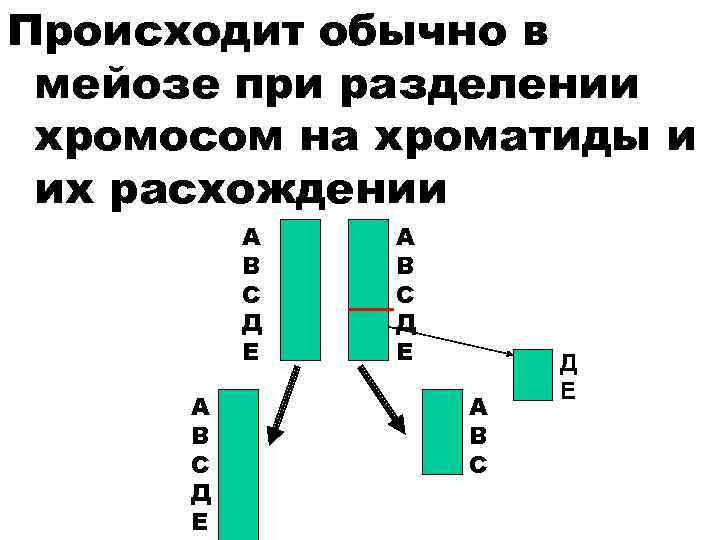 Происходит обычно в мейозе при разделении хромосом на хроматиды и их расхождении А В