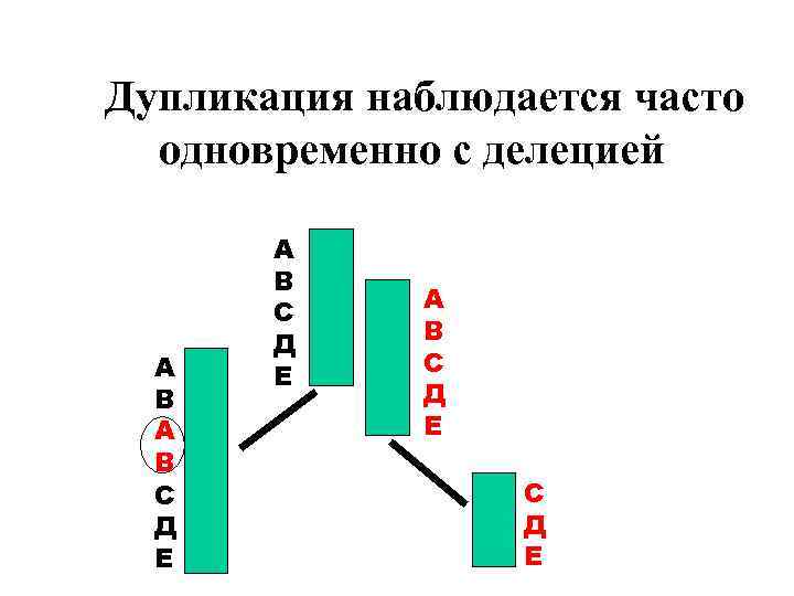 Дупликация наблюдается часто одновременно с делецией А В С Д Е 