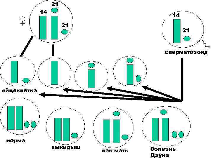 21 ♀ 14 14 21 21 сперматозоид яйцеклетка норма выкидыш как мать болезнь Дауна