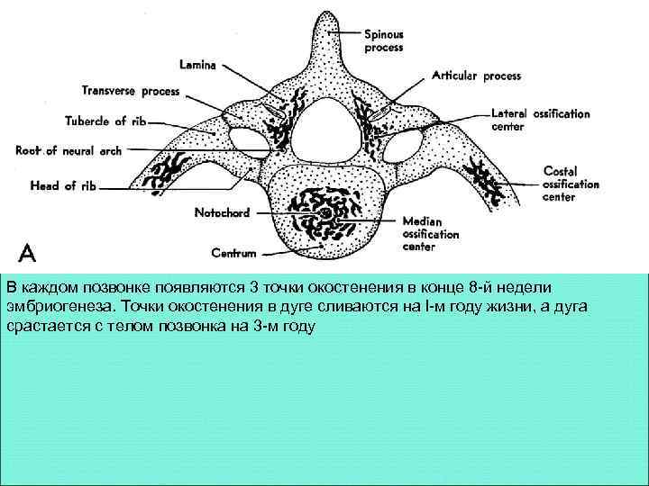 В каждом позвонке появляются 3 точки окостенения в конце 8 -й недели эмбриогенеза. Точки