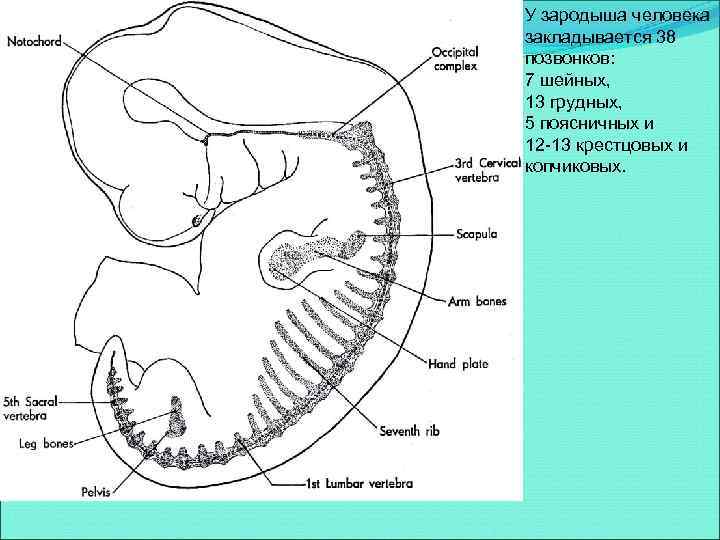 У зародыша человека закладывается 38 позвонков: 7 шейных, 13 грудных, 5 поясничных и 12