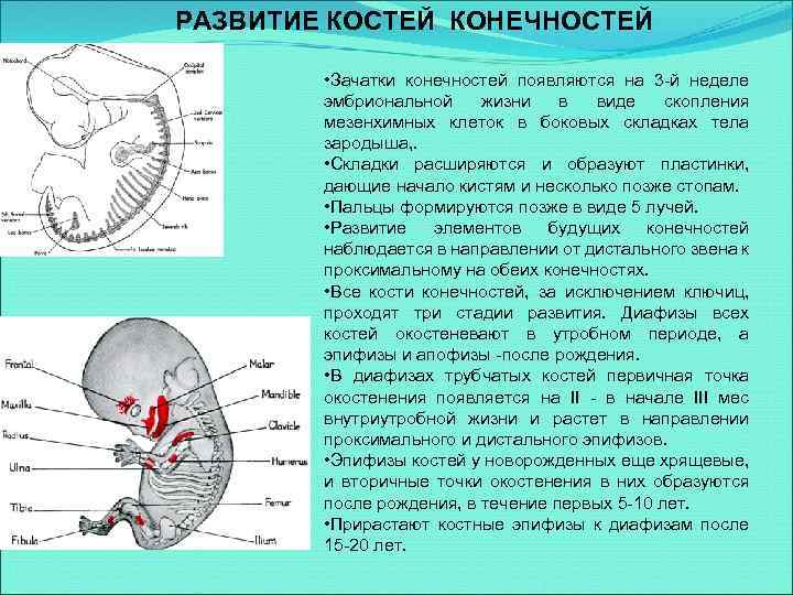 РАЗВИТИЕ КОСТЕЙ КОНЕЧНОСТЕЙ • Зачатки конечностей появляются на 3 -й неделе эмбриональной жизни в