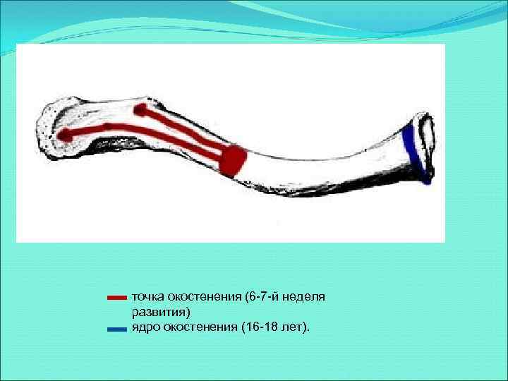 точка окостенения (6 -7 -й неделя развития) ядро окостенения (16 -18 лет). 