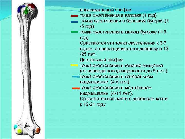 проксимальный эпифиз точка окостенения в головке (1 год) точка окостенения в большом бугорке (1
