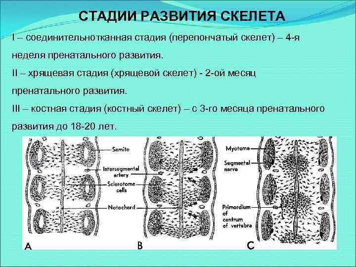 СТАДИИ РАЗВИТИЯ СКЕЛЕТА I – соединительнотканная стадия (перепончатый скелет) – 4 -я неделя пренатального