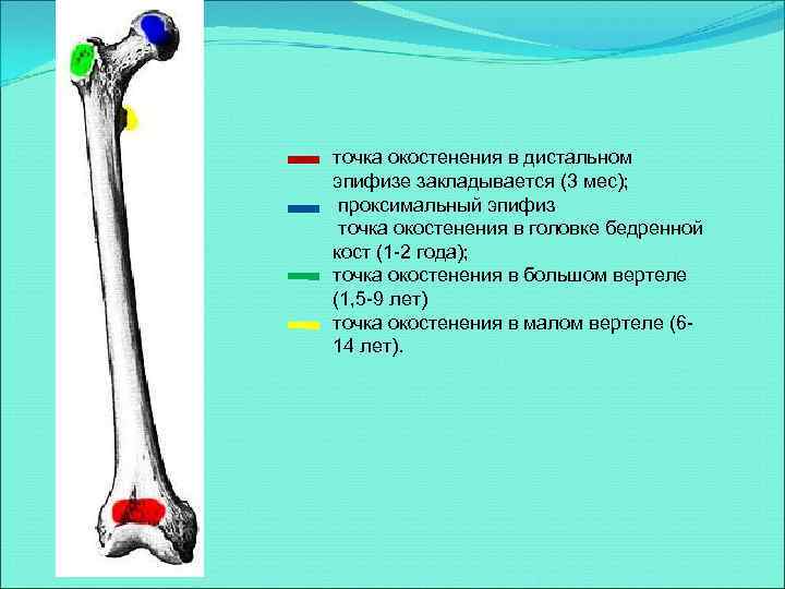 точка окостенения в дистальном эпифизе закладывается (3 мес); проксимальный эпифиз точка окостенения в головке