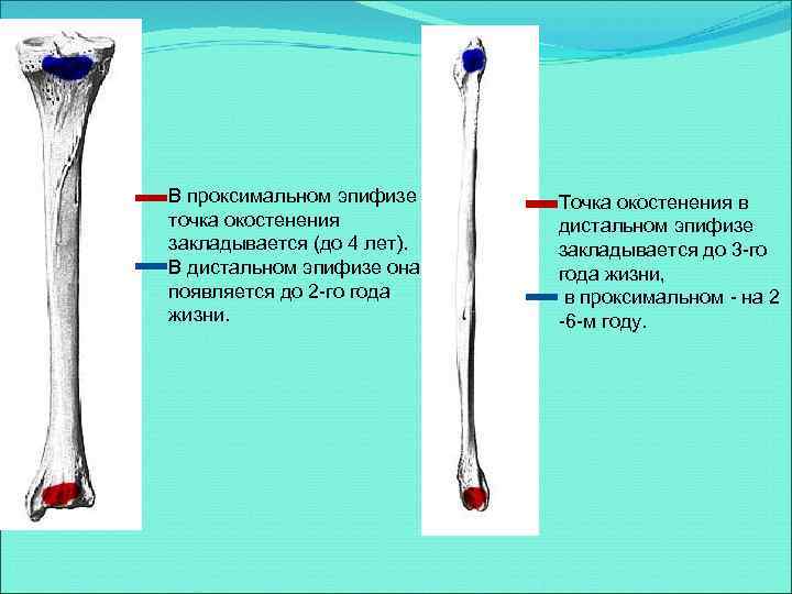 В проксимальном эпифизе точка окостенения закладывается (до 4 лет). В дистальном эпифизе она появляется
