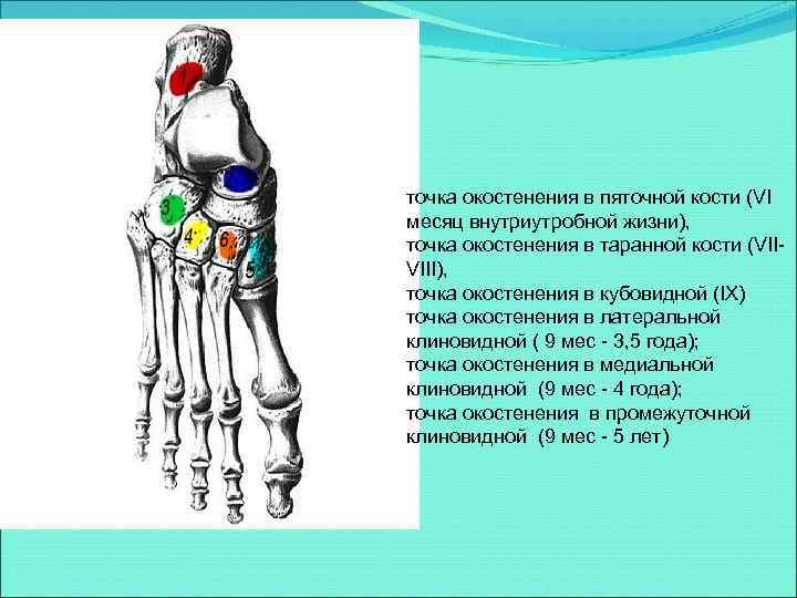 точка окостенения в пяточной кости (VI месяц внутриутробной жизни), точка окостенения в таранной кости