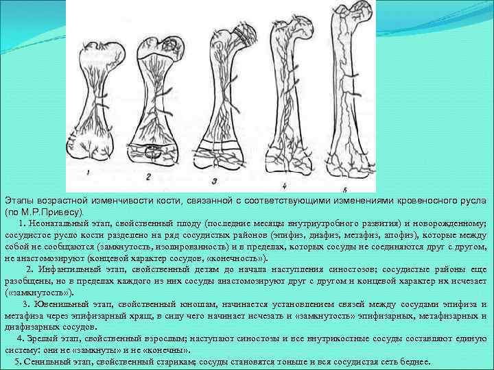 Этапы возрастной изменчивости кости, связанной с соответствующими изменениями кровеносного русла (по М. Р. Привесу).