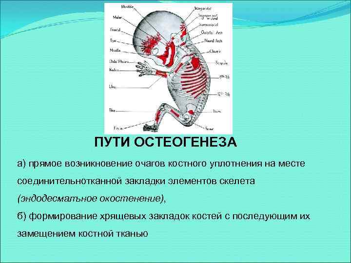 ПУТИ ОСТЕОГЕНЕЗА а) прямое возникновение очагов костного уплотнения на месте соединительнотканной закладки элементов скелета