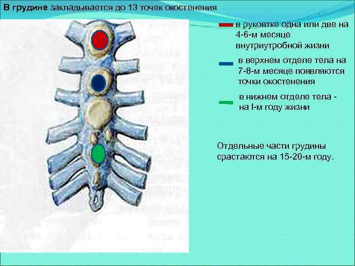 В грудине закладывается до 13 точек окостенения в рукоятке одна или две на 4