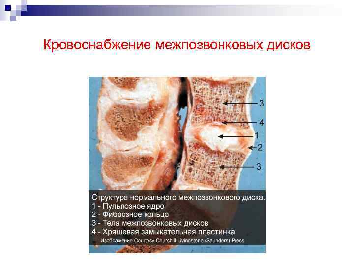 Кровоснабжение межпозвонковых дисков 