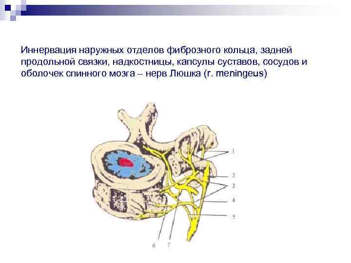 Иннервация наружных отделов фиброзного кольца, задней продольной связки, надкостницы, капсулы суставов, сосудов и оболочек
