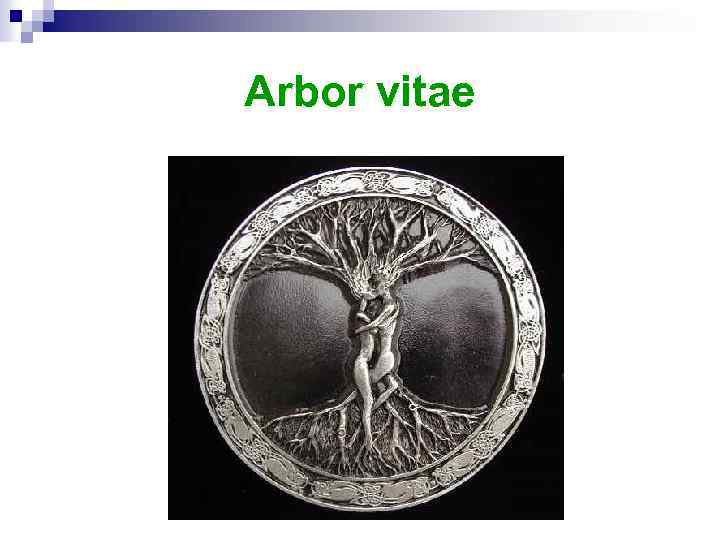 Arbor vitae 