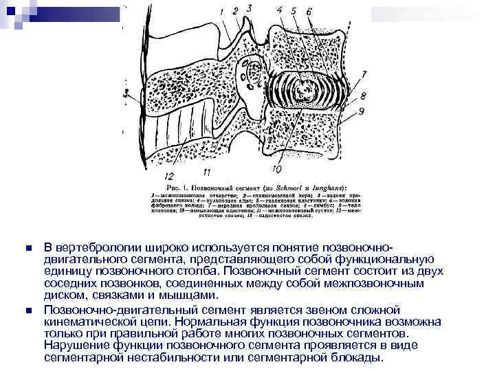  В вертебрологии широко используется понятие позвоночно двигательного сегмента, представляющего собой функциональную единицу позвоночного