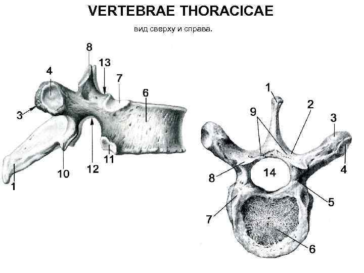 Позвонки анатомия рисунок - 96 фото