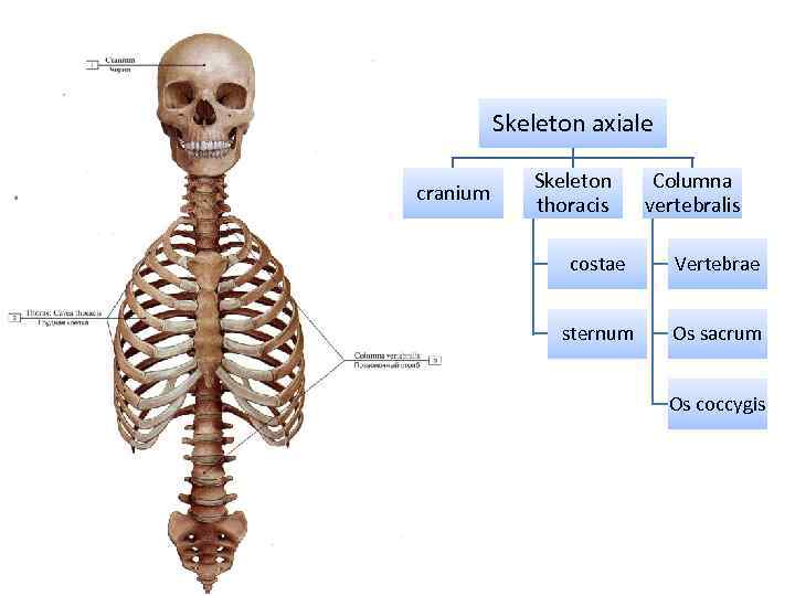 Скелет здорового человека