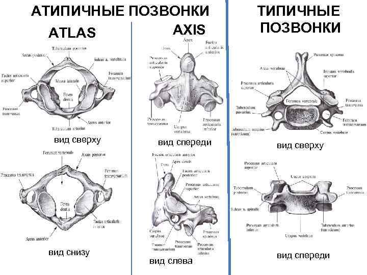 Фото Полных Снизу Вид