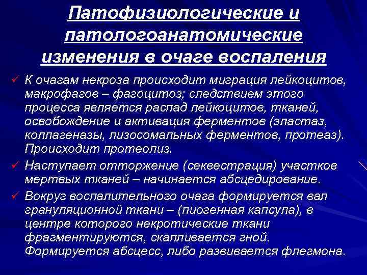 Патофизиологические и патологоанатомические изменения в очаге воспаления ü К очагам некроза происходит миграция лейкоцитов,