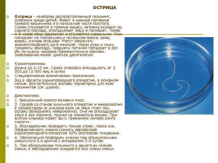 ОСТРИЦА p Острица наиболее распространенный гельминт, особенно среди детей. Живут в нижней половине тонкого