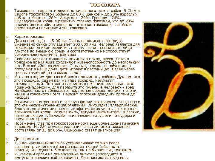 ТОКСОКАРА p Токсокара паразит желудочно кишечного тракта собак. В США и Европе токсокарозом больны