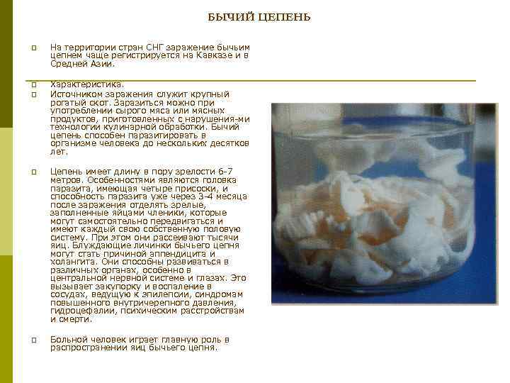 БЫЧИЙ ЦЕПЕНЬ p На территории стран СНГ заражение бычьим цепнем чаще регистрируется на Кавказе