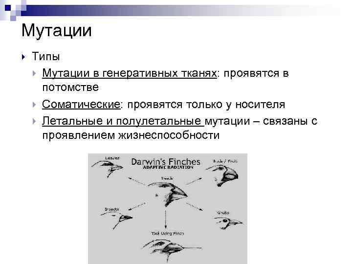 Мутации Типы Мутации в генеративных тканях: проявятся в потомстве Соматические: проявятся только у носителя
