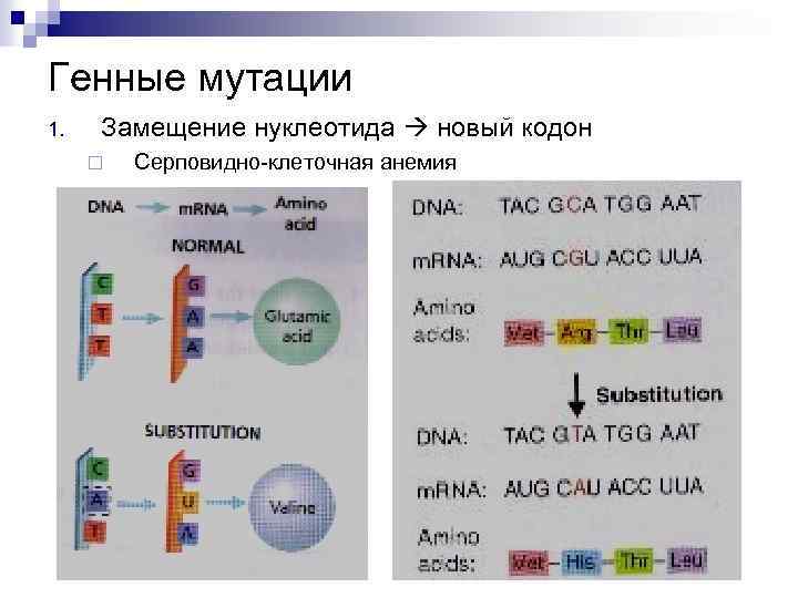 Генные мутации 1. Замещение нуклеотида новый кодон ¨ Серповидно-клеточная анемия 