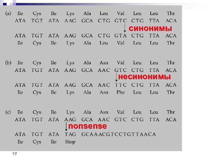 синонимы несинонимы nonsense 17 