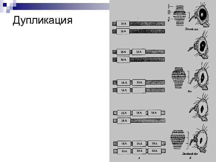 Дупликация 