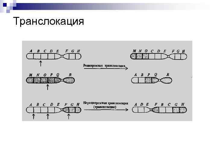 На какой из картинок изображена хромосомная мутация транслокация