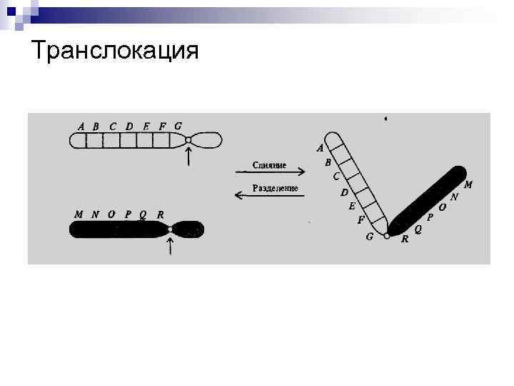 Транслокация 