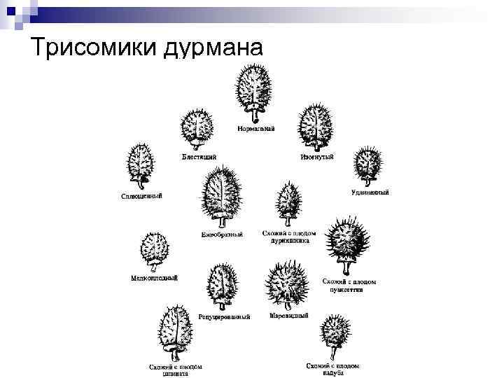 Трисомики дурмана 