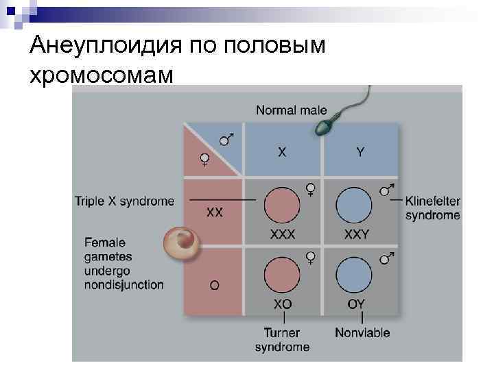 Анеуплоидия по половым хромосомам 