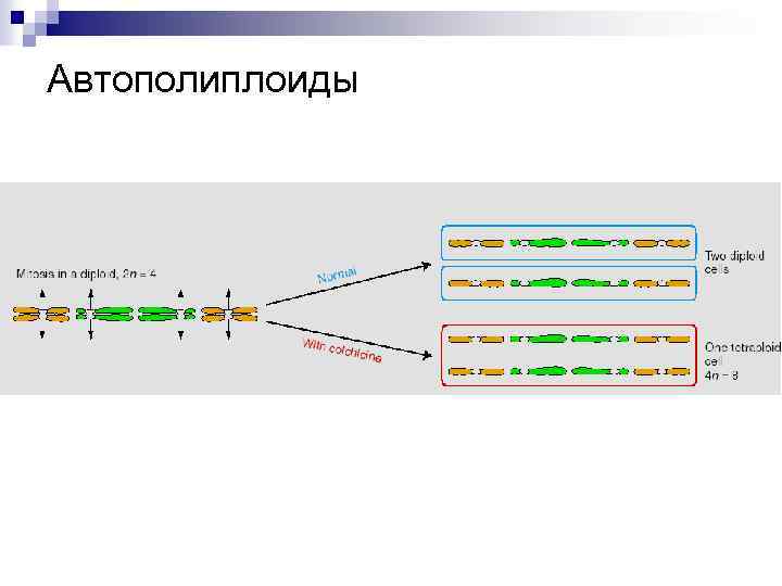 Автополиплоиды 
