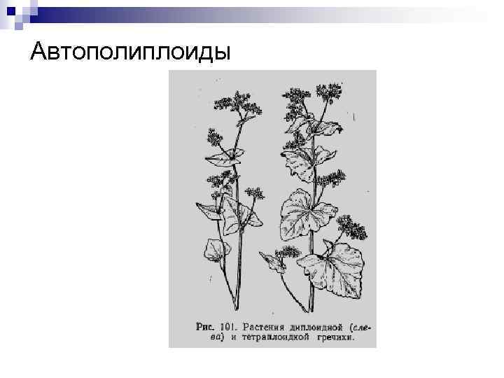 Автополиплоиды 