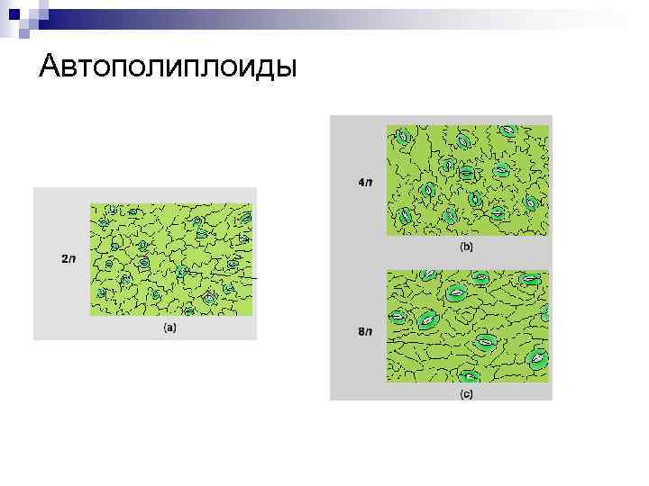 Автополиплоиды 